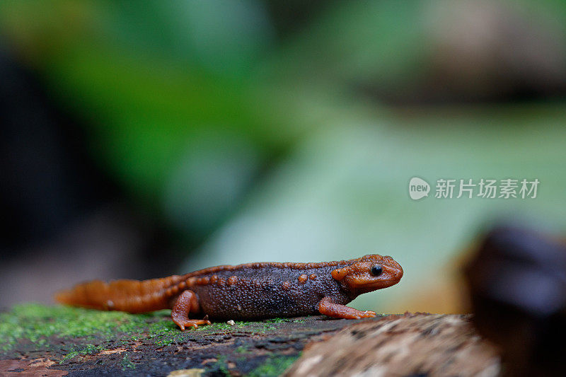 动物:成年喜马拉雅蝾螈(Tylototriton verrucosus)，也被称为鳄鱼蝾螈、鳄鱼蝾螈、喜马拉雅蝾螈和红节蝾螈。